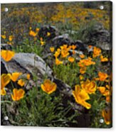 Spring Poppies Acrylic Print