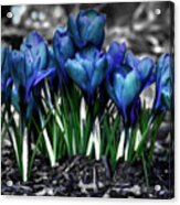 Spring Rebirth Acrylic Print