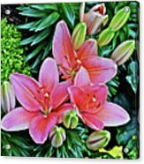 Spring Show 17 Pink Lilies 1 Acrylic Print