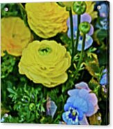 Spring Show 18 Persian Buttercup With Horned Viola Acrylic Print