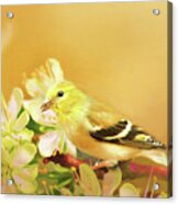 Spring Song Bird Acrylic Print