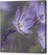 Spring Starflower Acrylic Print