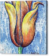 Spring Tulip Acrylic Print