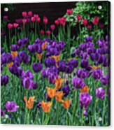 Spring Tulip Bed Acrylic Print