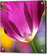 Spring Tulip - Square Acrylic Print