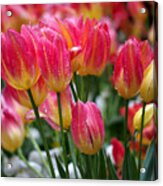 Spring Tulips In The Rain Acrylic Print