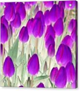 Spring Tulips - Photopower 3008 Acrylic Print