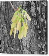 Spring Whirligig Acrylic Print