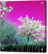 Spring Wonderland In Passion Pink Acrylic Print