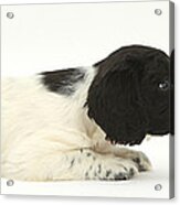 Springer Spaniel Puppy And Guinea Pig Acrylic Print