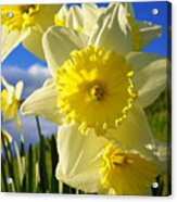 Springtime Bright Sunny Daffodils Art Prints Acrylic Print