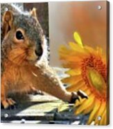 Squirrel And Sunflower Acrylic Print