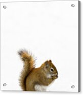 Squirrel Acrylic Print