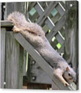 Squirrel Relaxing Acrylic Print