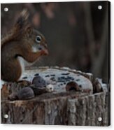 Squirrel Stocking Up For Winter Acrylic Print