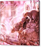 Squirrels - A Family Affair Viii Acrylic Print
