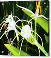 St. Aandrews Spider Flower Family Acrylic Print