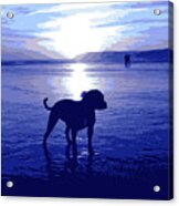 Staffordshire Bull Terrier On Beach Acrylic Print