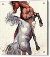 Stallion Showdown Acrylic Print