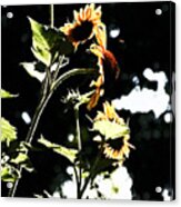 Standing Sunflower Acrylic Print