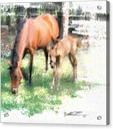 Star And Her Colt Acrylic Print