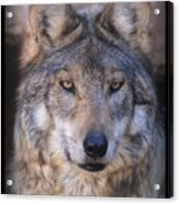 Stare Down By Sancho Acrylic Print