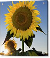 Starlight And Sunflowers - D008092 Acrylic Print