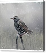 Starling In Winter Acrylic Print
