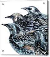 Starlings Acrylic Print