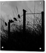 Starlings Acrylic Print