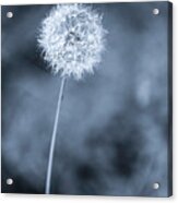 Still Dandelion Acrylic Print