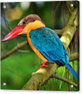 Stork-billed Kingfisher Acrylic Print