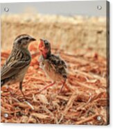 Story Of The Baby Chipping Sparrow 8 Of 10 Acrylic Print