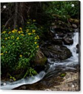 Stream - Rocky Mountain Natioanal Park Acrylic Print