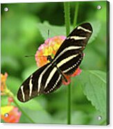 Striped Butterfly Acrylic Print