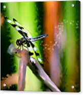 Striped Dragonfly Acrylic Print