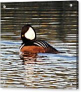 Striped Merganser Acrylic Print