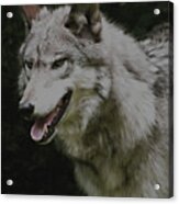 Strong Wolf Acrylic Print