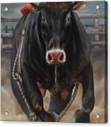 Strongest Bull Wins Acrylic Print