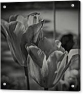 Study Of Tulips Acrylic Print