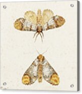 Study Of Two Moths Acrylic Print