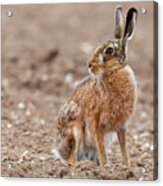 Stunning Large Wild Brown European Hare In The Ploughed Fields O Acrylic Print