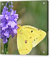 Sulfur Butterfly Acrylic Print