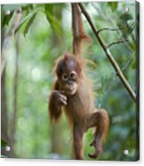 Sumatran Orangutan Pongo Abelii One Acrylic Print