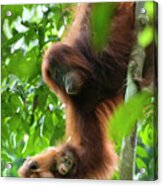 Sumatran Orangutan Pongo Abelii Two Acrylic Print