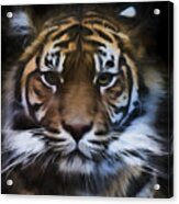 Sumatran Tiger Acrylic Print