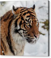 Sumatran Tiger In The Snow Acrylic Print