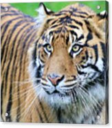 Sumatran Tiger Up Close Acrylic Print