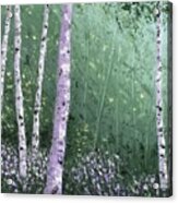 Summer Birch Trees Acrylic Print