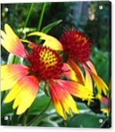 Summer Flowers 3209 Acrylic Print